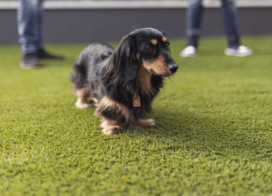 Emerald Leisure Dog Feature